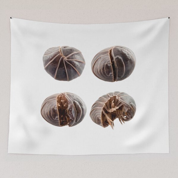 Item preview, Pill-bug armadillidium vulgare species opening,  isolated on white background designed and sold by paulrommer.
