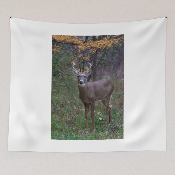 Item preview, Prince II - White-tailed Buck designed and sold by James Cumming.