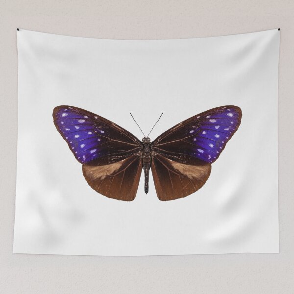 Item preview, brown, blue and purple butterfly species Euploea Mulciber designed and sold by paulrommer.