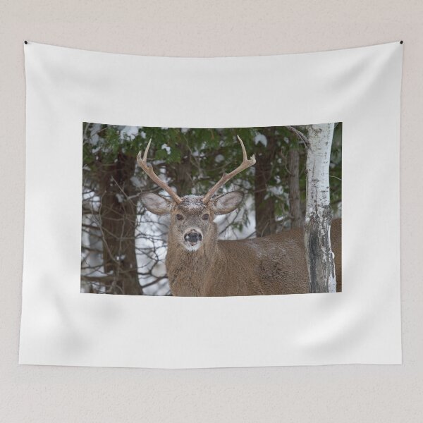 Item preview, Good morning buck - White-tailed Buck, Ottawa designed and sold by James Cumming.