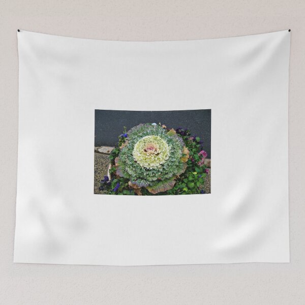 Item preview, Decorative Cabbage designed and sold by Jane Neill-Hancock.