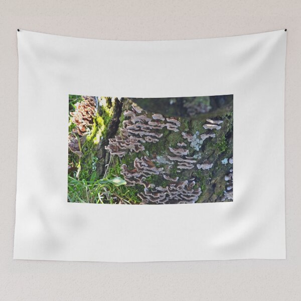 Item preview, Tree Fungi, Somerset.UK designed and sold by lynn carter.