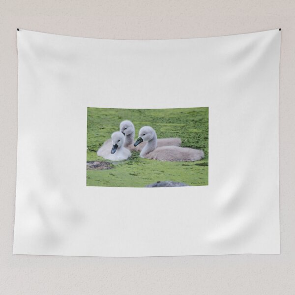 Item preview, Mute Swan Cygnets designed and sold by Gilda Axelrod.