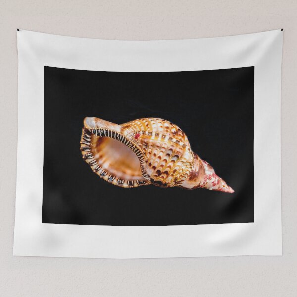 Item preview, Horse Conch from Elbow Cay designed and sold by Robert Kelch, M.D..