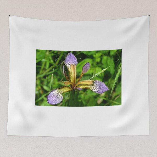 Item preview, Iris foetidissima , Stinking iris designed and sold by lynn carter.