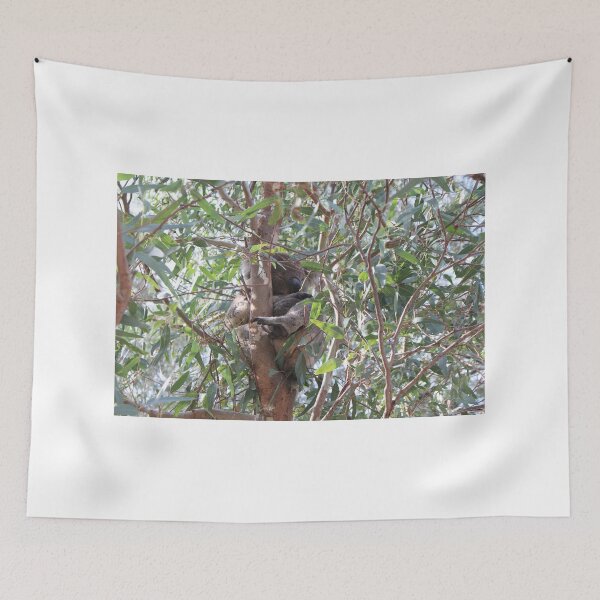 Item preview, Koala in a tree, Morialta Conservation Park, S.A. designed and sold by elphonline.