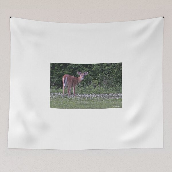 Item preview, Young Buck in the Meadow designed and sold by Gilda Axelrod.