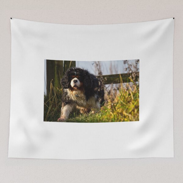 Item preview, Cavalier King Charles Spaniel out walking designed and sold by Violaman.