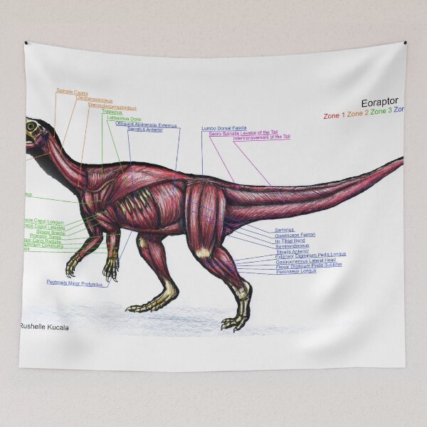 Item preview, Eoraptor Muscle Study designed and sold by Thedragonofdoom.
