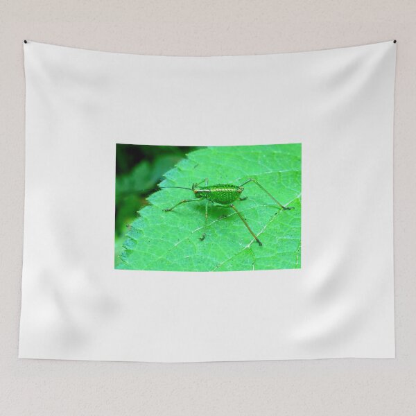 Item preview, Green Bush Cricket designed and sold by angel1.