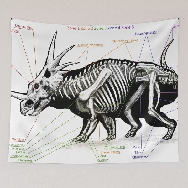 Item preview, Styracosaurus Skeleton Study designed and sold by Thedragonofdoom.