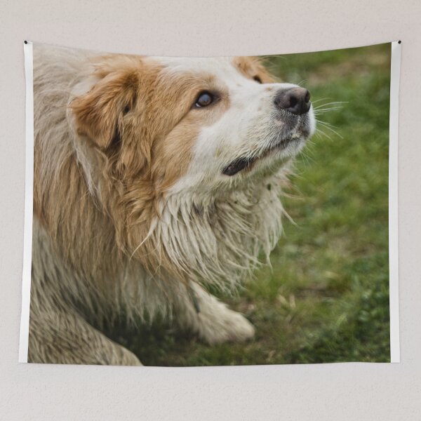 Item preview, Are you going to throw the ball, or what? designed and sold by Wolf Sverak Photography.