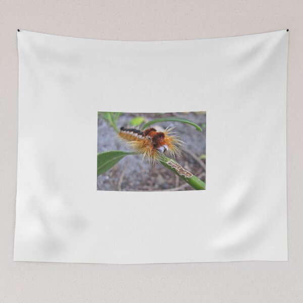 Item preview, Tightrope crawler designed and sold by BiodiversityRocks.