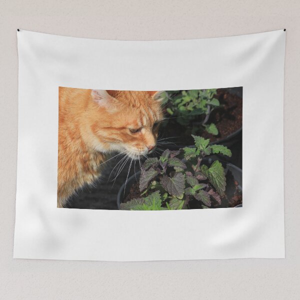 Item preview, Ginger cat sniffing catnip plant designed and sold by turniptowers.