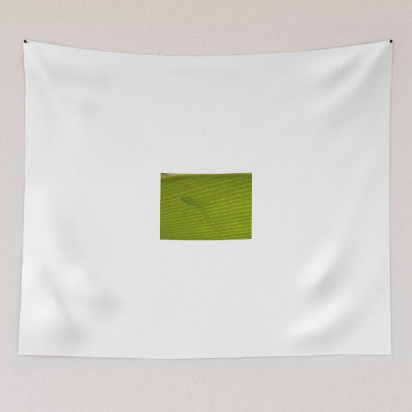 Item preview, Green Crab spider on Cycas designed and sold by BiodiversityRocks.