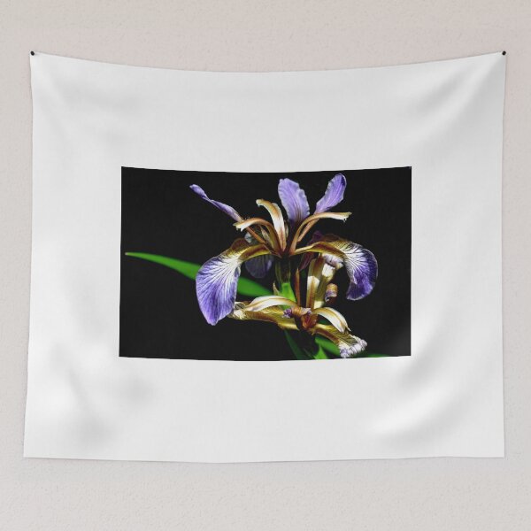 Item preview, Iris foetidissima , Stinking iris designed and sold by lynn carter.