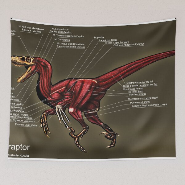 Item preview, Velociraptor Muscle Study designed and sold by Thedragonofdoom.
