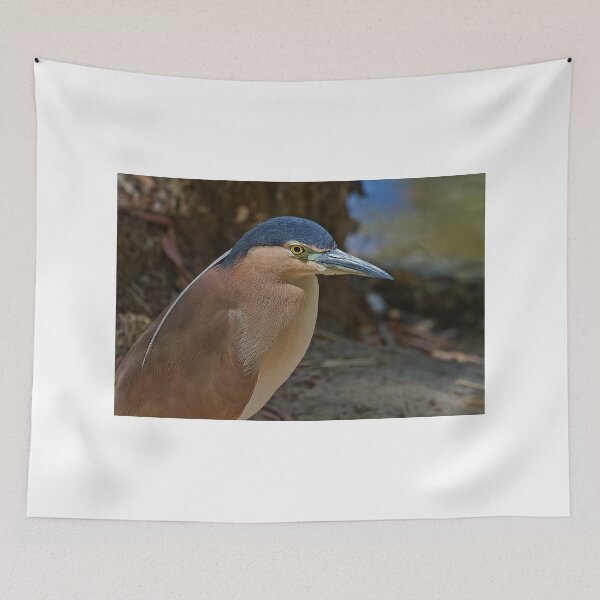 Item preview, Nankeen or Rufous Night heron designed and sold by MrBennettKent.