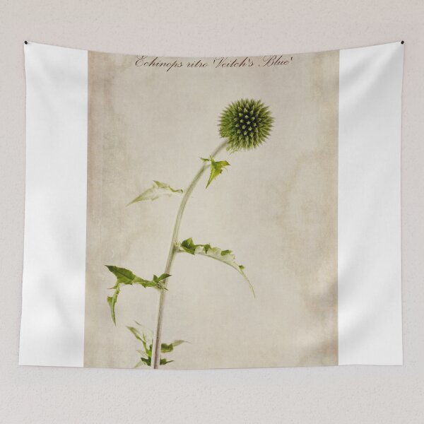 Item preview, Echinops ritro 'Veitch's Blue' designed and sold by Creative by Design.