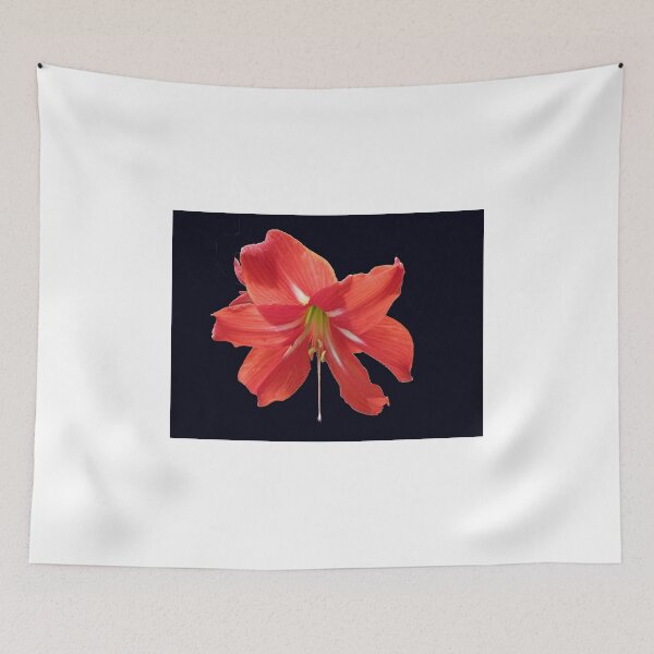 Artikelvorschau, Scarlet Lily on Black Background entworfen und verkauft von MidnightMelody.