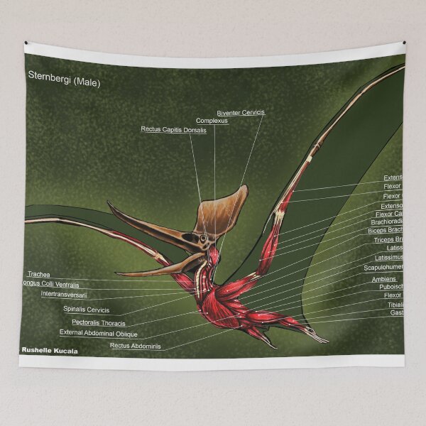 Item preview, Male Pteranodon Sternbergi Muscles designed and sold by Thedragonofdoom.