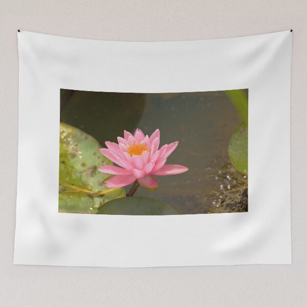Item preview, Pink water lily designed and sold by Thaddeus Zajdowicz.