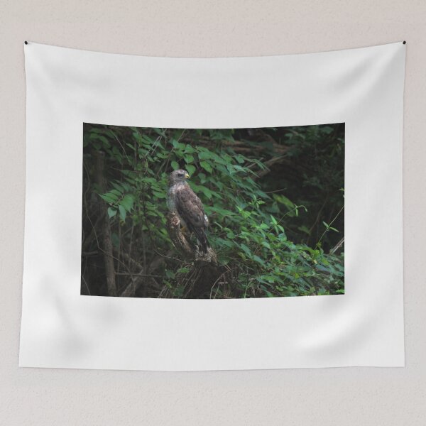 Artikelvorschau, Hawk, Broad-Winged entworfen und verkauft von virginian.