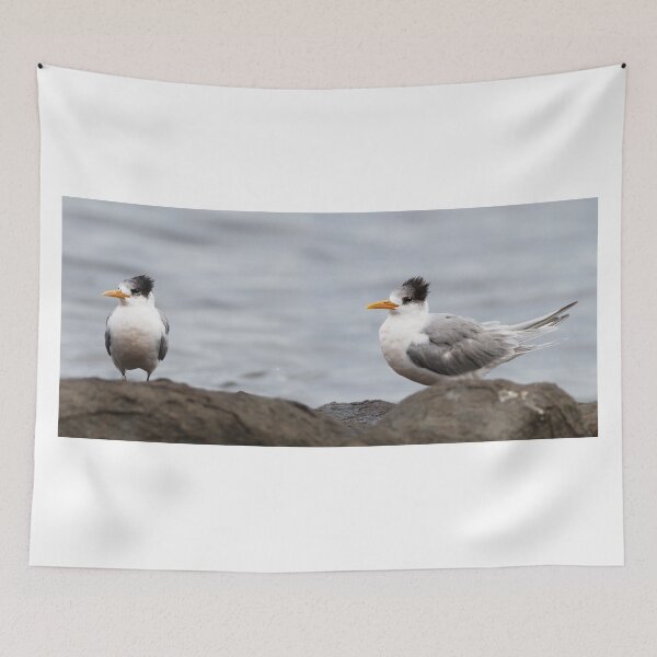 Item preview, Crested Terns designed and sold by Chris Cobern.
