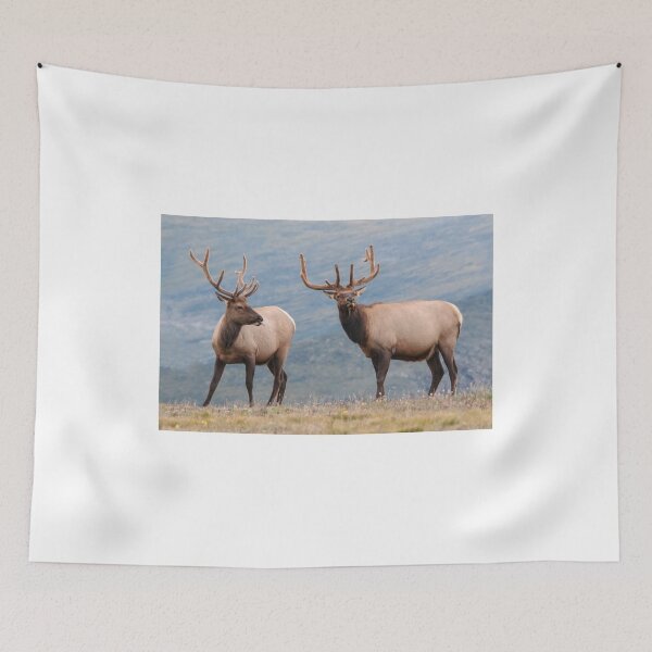 Item preview, Elk in Rocky Mountain National Park designed and sold by Eivor Kuchta.