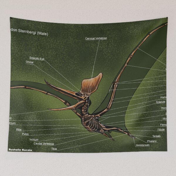 Item preview, Male Pteranodon Sternbergi Skeleton designed and sold by Thedragonofdoom.