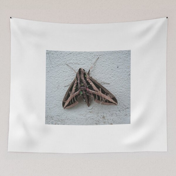 Item preview, Sphinx Moth After Rain designed and sold by May Lattanzio.