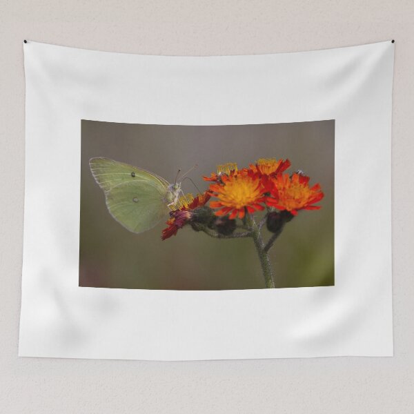 Item preview, Sulphur butterfly - Algonquin Park, Canada designed and sold by James Cumming.