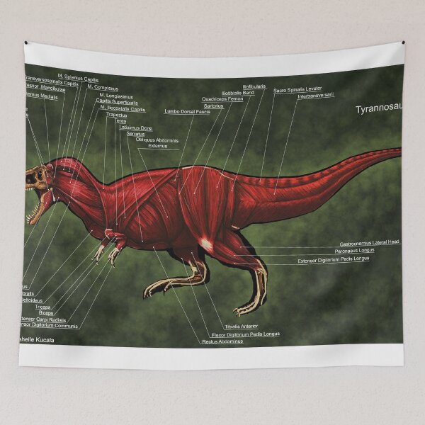 Item preview, Tyrannosaurus Rex Muscle Study designed and sold by Thedragonofdoom.