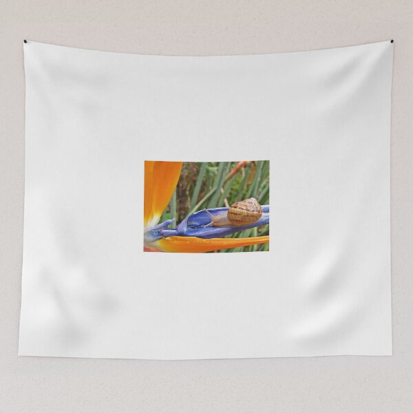 Item preview, Snail on Strelitzia juncea designed and sold by BiodiversityRocks.