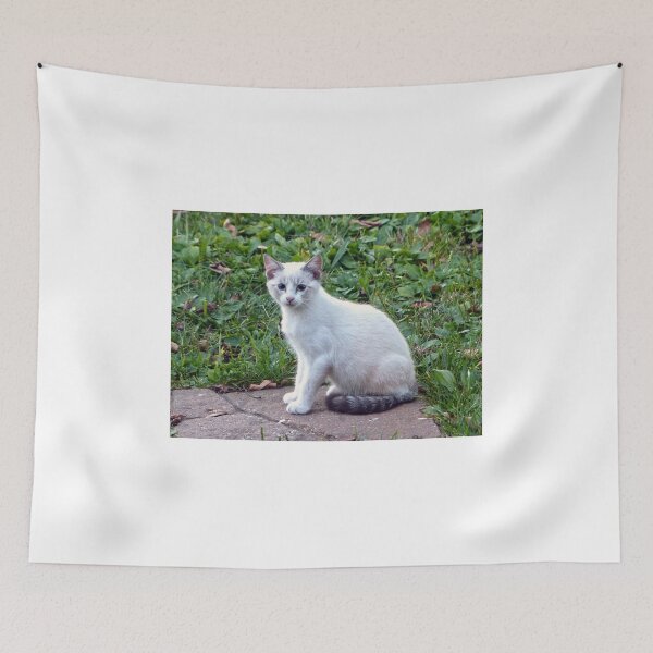 Item preview, Kitten designed and sold by Frankie Cat Photography.