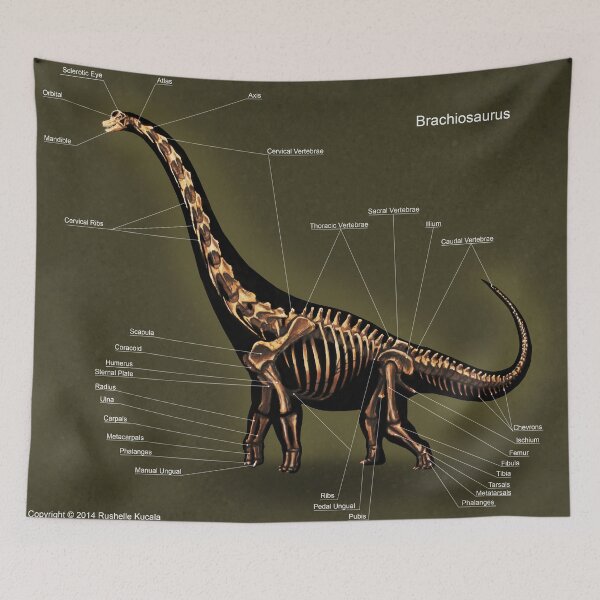 Item preview, Brachiosaurus Skeleton Study designed and sold by Thedragonofdoom.