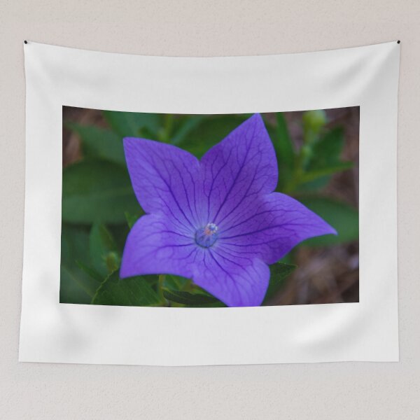 Item preview, Purple Balloon Flower designed and sold by AhArtography.