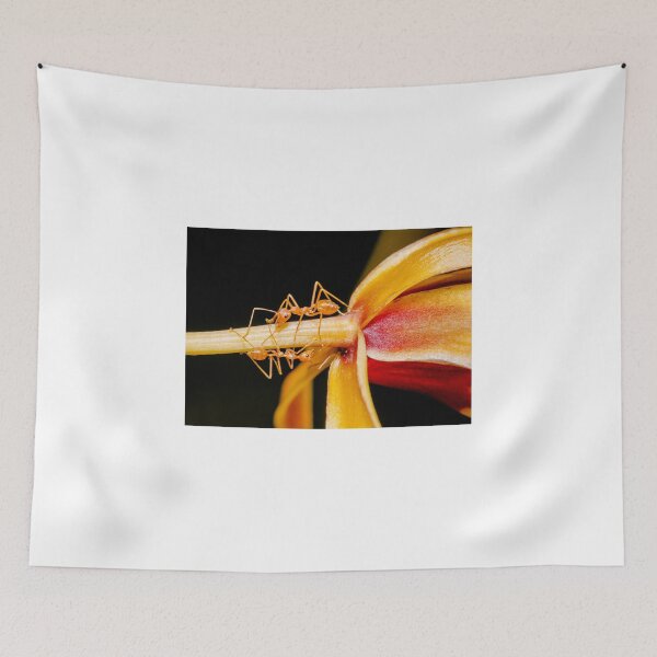 Item preview, Macro shot of ant walking on a coloured orchid flower designed and sold by Stanciuc.