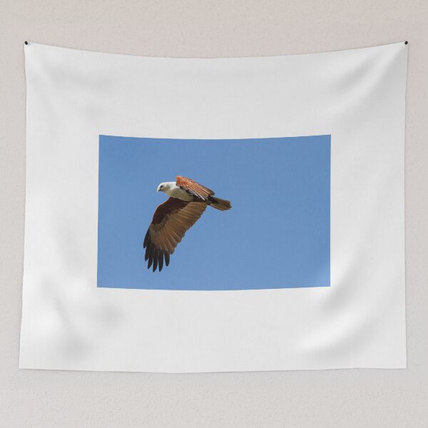 Artikelvorschau,  Nordküste von Australien.
Der Brahminy Kite ist einer der mittelgroßen Raubvögel (Greifvögel). entworfen und verkauft von byronbackyard.