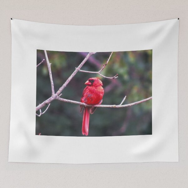 Aperçu de l'œuvre Mr. Cardinal 2 créée et vendue par virginian.