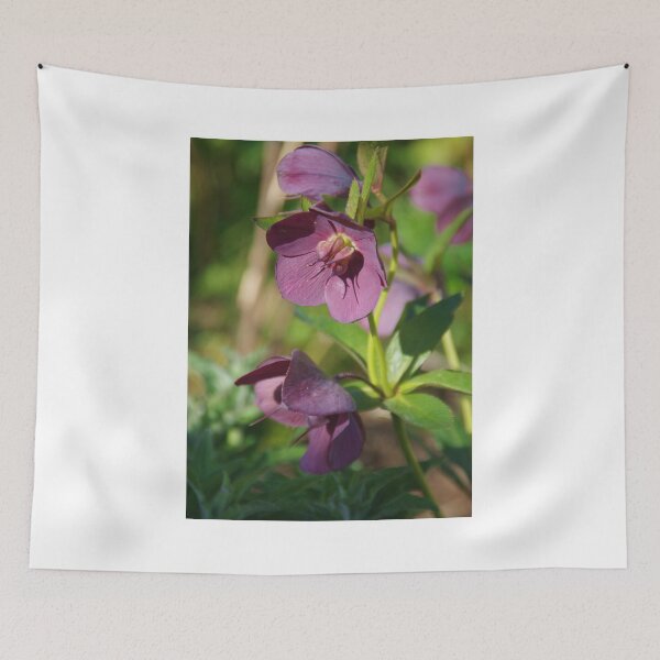 Item preview, Helleborus × hybridus (Lenten Rose) designed and sold by lezvee.