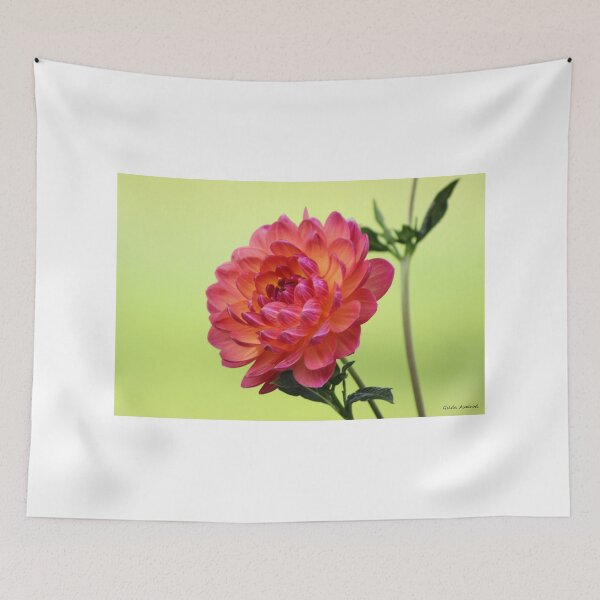Item preview, Pinkish Yellowish Dahlia designed and sold by Gilda Axelrod.