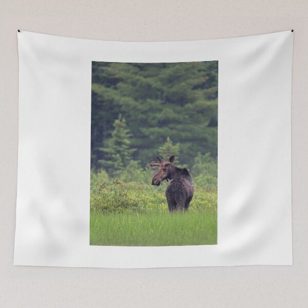 Item preview, Canadian Moose, Algonquin Park, Canada designed and sold by James Cumming.