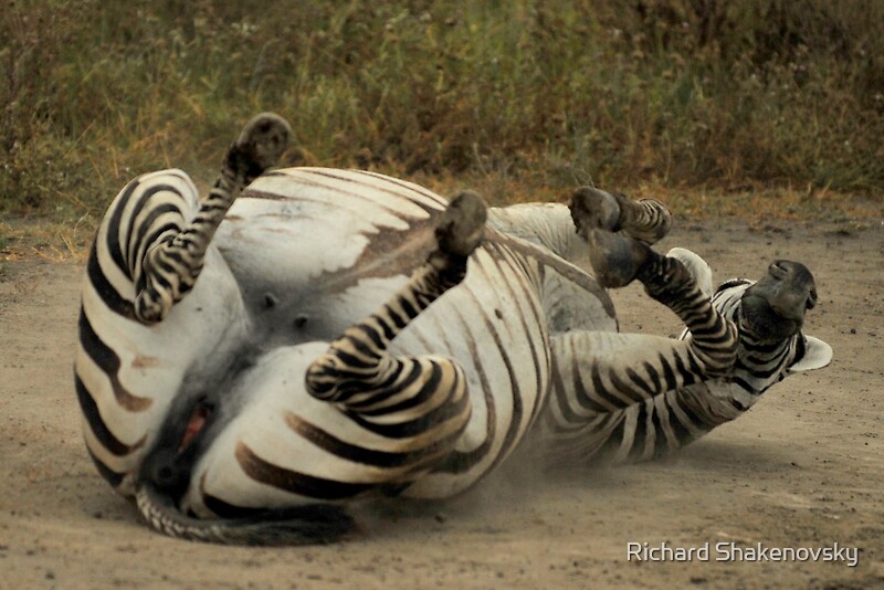 "Rolling Pregnant Zebra" by Richard Shakenovsky Redbubble