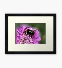 Early bumble bee Framed Print