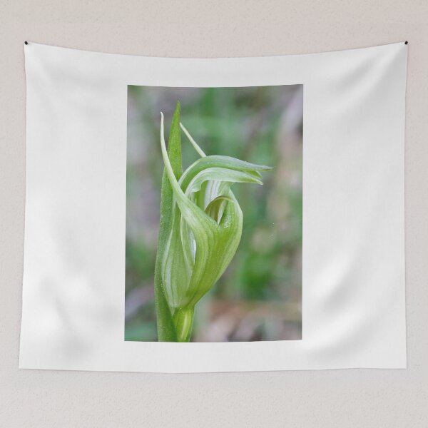 Item preview, Alpine Greenhood - Pterostylis alpina designed and sold by Paul Piko.