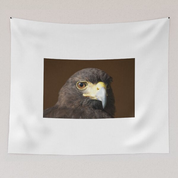 Item preview, Close-up of Harris hawk staring at camera designed and sold by Nick Dale Photography.