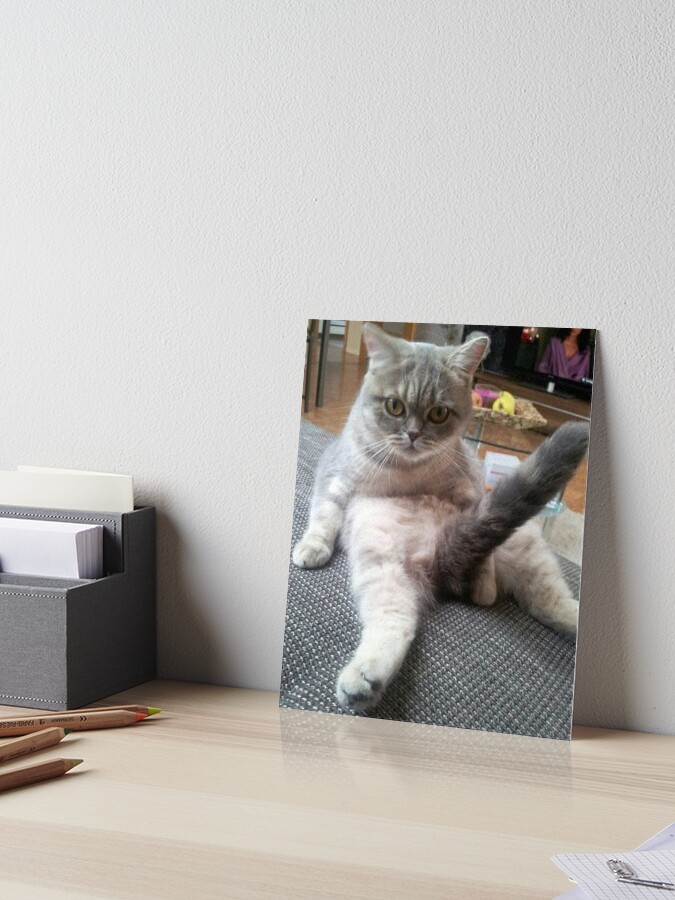 Cat Shitpost meme Art Board Print for Sale by Season's Store