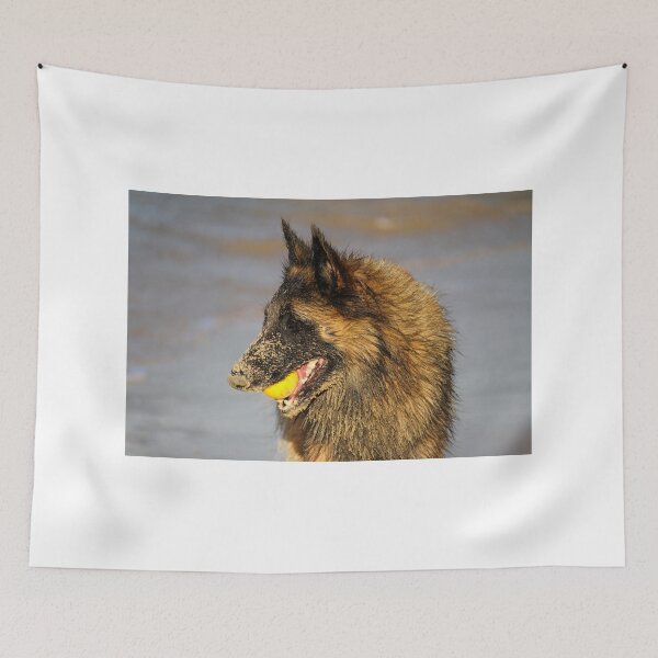 Item preview, 2015 Tervueren play ball at beach designed and sold by Belgian Shepherd Dog Club of QLD Inc.