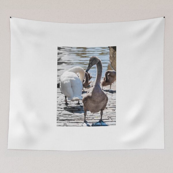 Item preview, Beautiful swan familiy with nestlings in lake designed and sold by Stanciuc.
